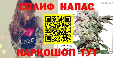 стаф Бердск